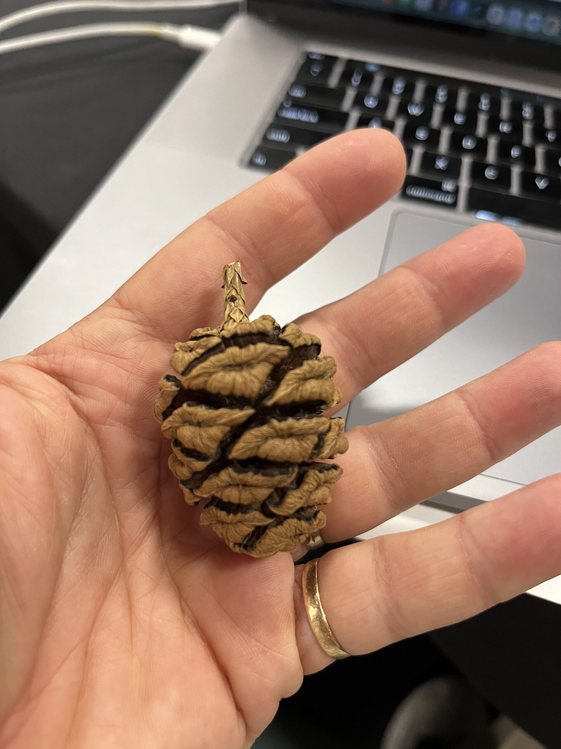 A serotinous giant sequoia cone, sealed with a resin coat that opens only under high heat
